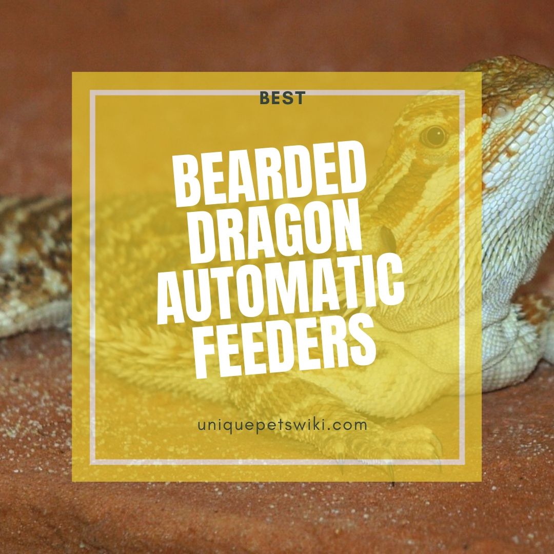 TOP 3 Best bearded dragon automatic feeder (Use For Dried Worm)