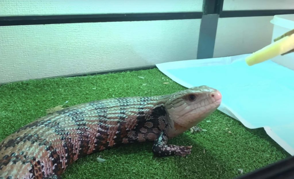 Juvenile Blue Tongue Skink Diet
