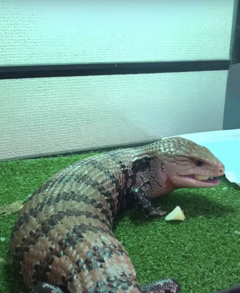 Adult Blue Tongue Skink Diet