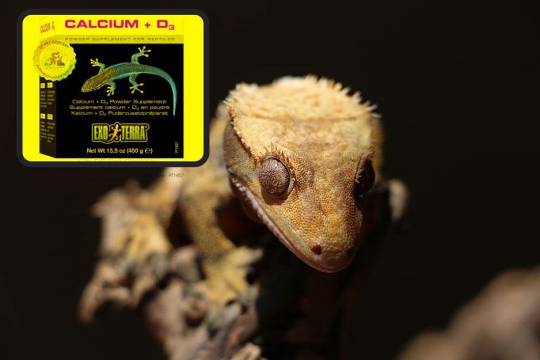 The Ultimate Crested Gecko Care Guide for Beginners
