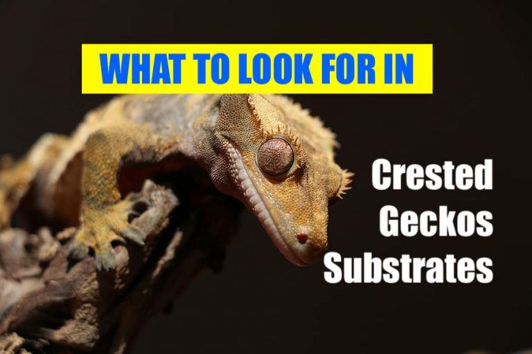 Crested Gecko Substrate Guide What Make Best Substrate For Your Gecko?