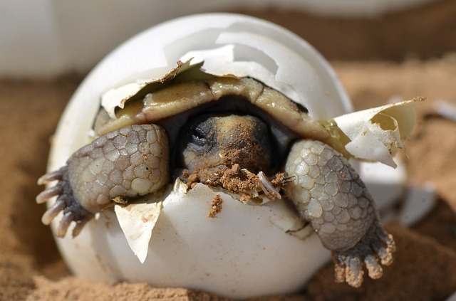 desert tortoise hatching