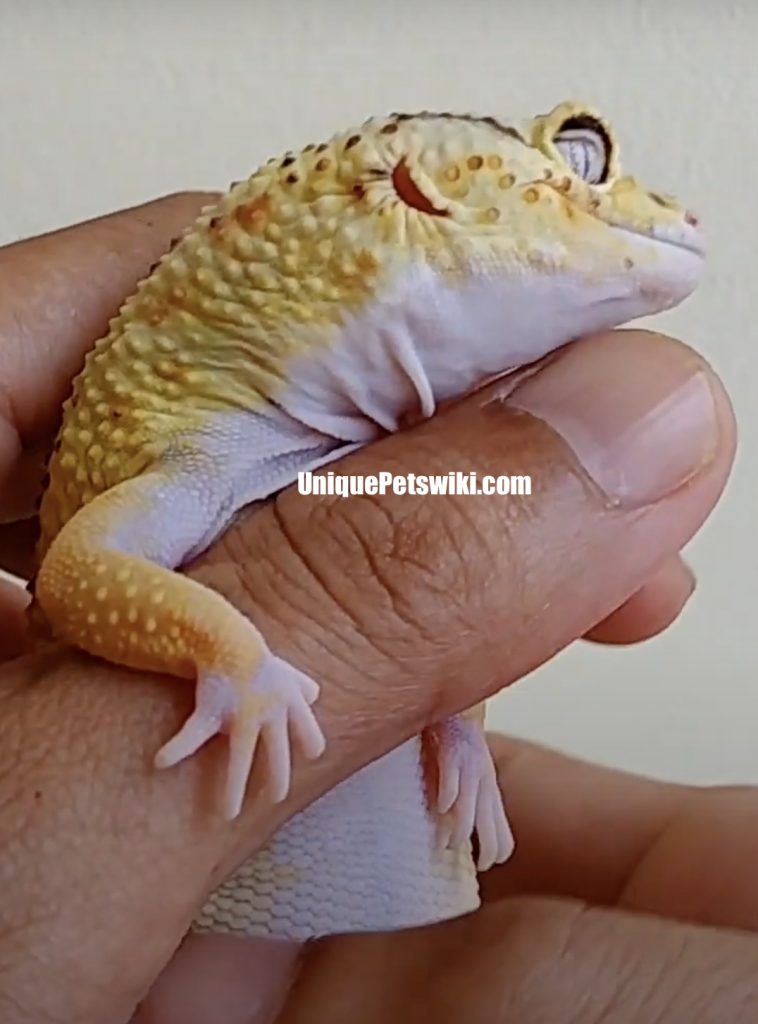 incubation period is 30-90 days depends on the species reptiles