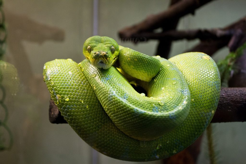 Green Tree Python