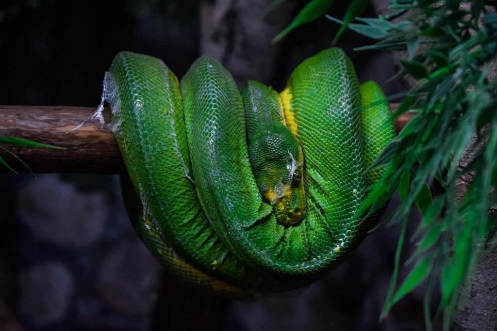 Sorong Green Tree Pythons