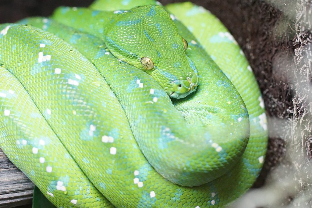 Jayapura Green Tree Pythons