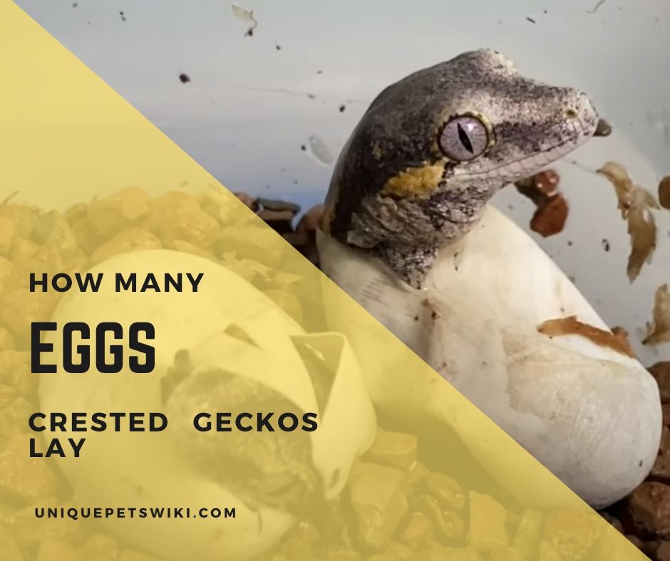 How Many Eggs Do Crested Geckos Lay?