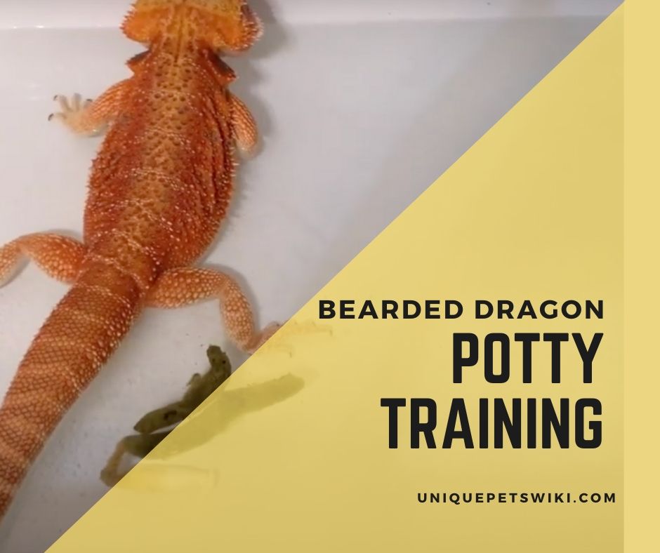 How To Potty Train A Bearded Dragon? (With Pictures)