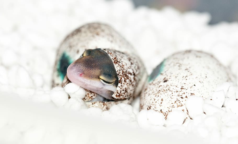 use incubator to for reptile hatching