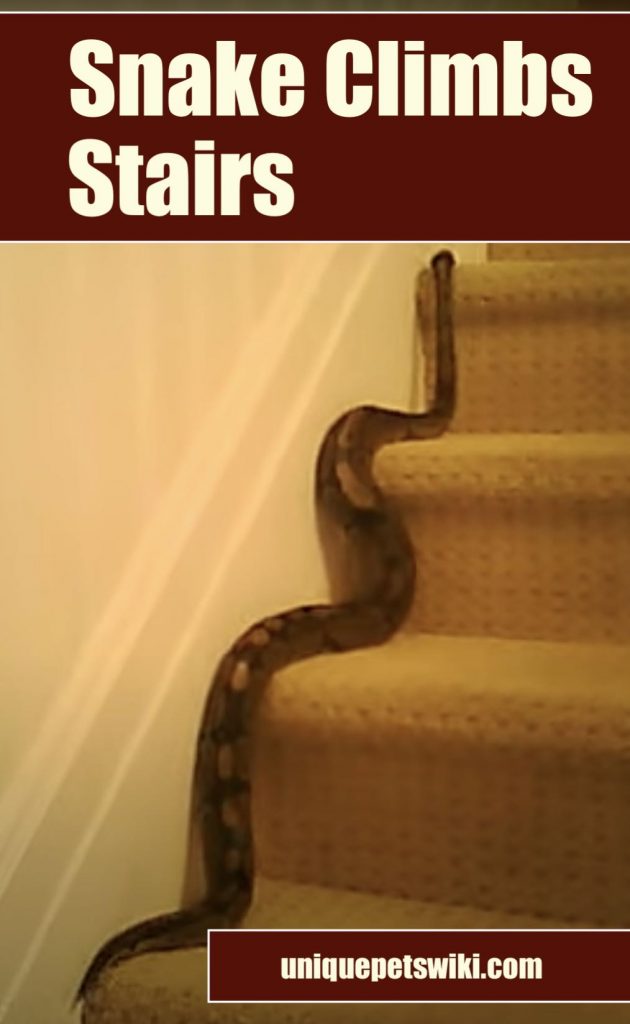 Snake climbs the stair