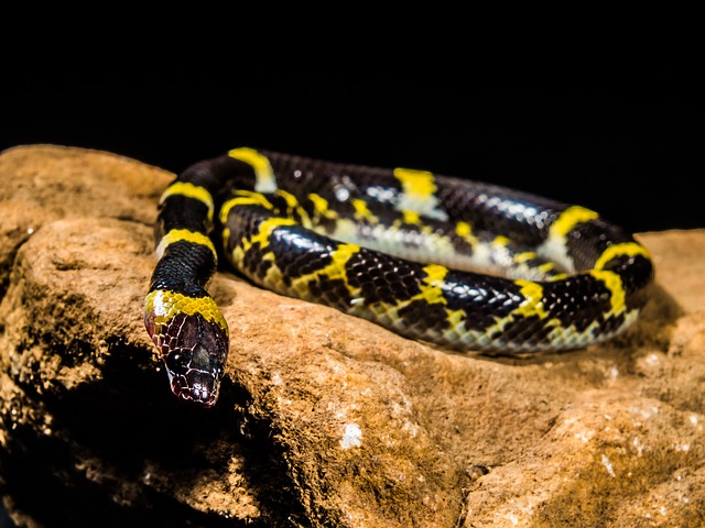 young milk snake