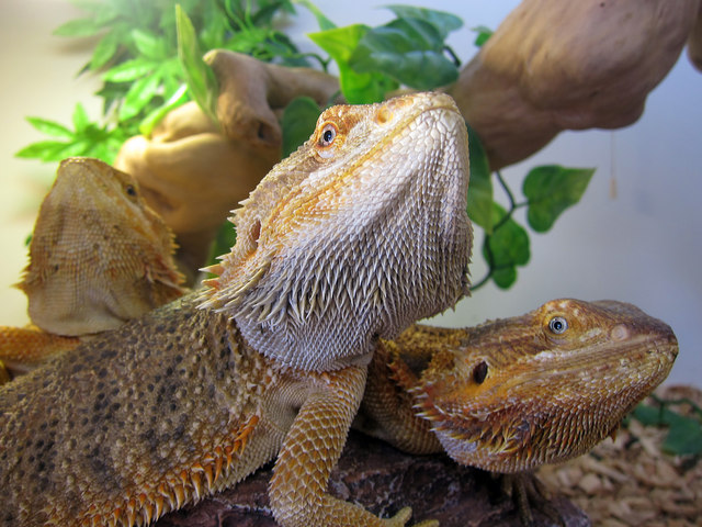 Bearded Dragons in their Habitat