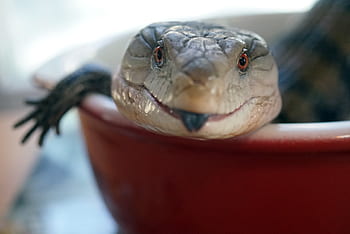 Does Blue Tongue Skink Get Agressive?