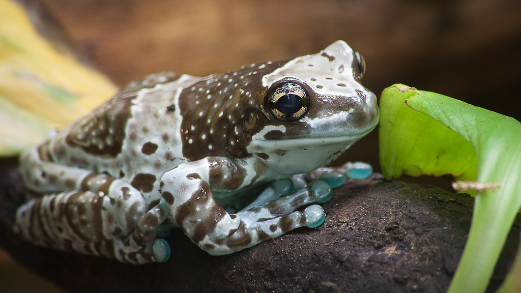 Amazon Milk Frog