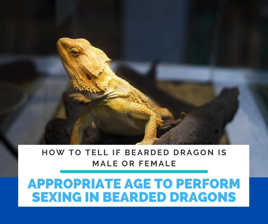 What Is The Appropriate Age To Perform Sexing In Bearded Dragons?