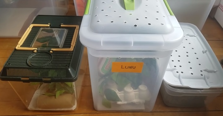 Baby Crested Gecko Habitat