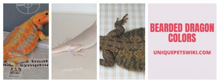 Bearded Dragon Morphs, Colors And Patterns (Pictures Included For Download)