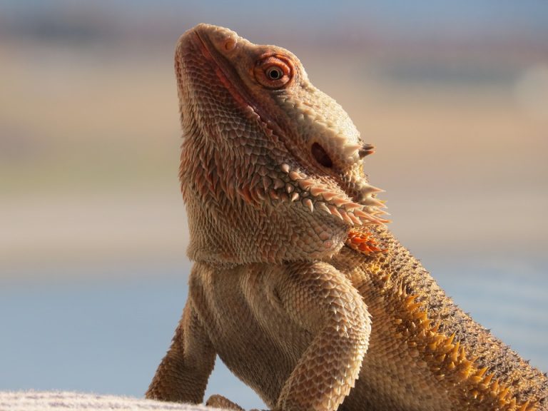 Original Bearded Dragon Years to Human Years Calculator