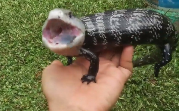 Angry Blue Tongue Skink