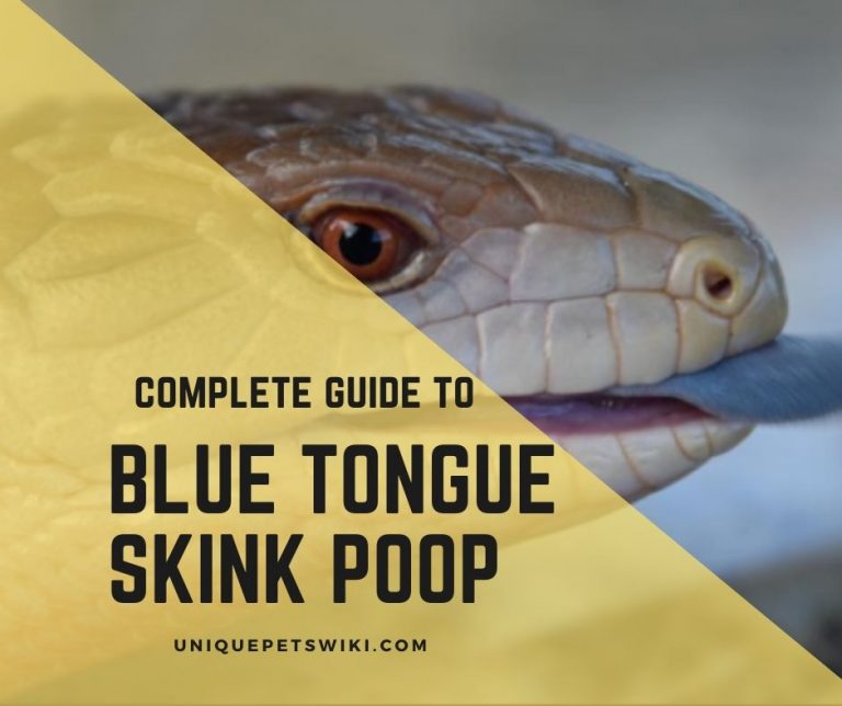 Normal and Abnormal Green, White, Yellow Blue Tongue Skink Poop
