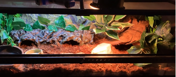 Blue Tongue Skink Setup