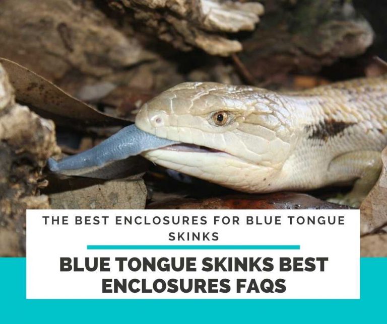 Best Blue tongue skink Enclosure For Building The Correct Habitat!
