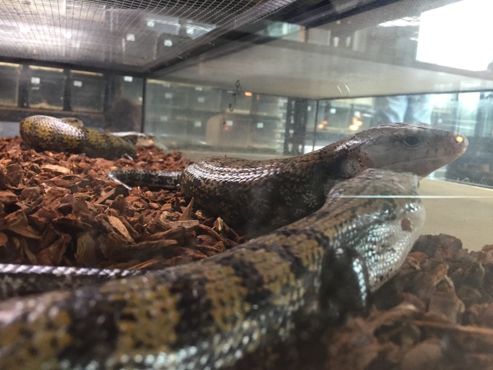 blue tongue skinks in enclosure
