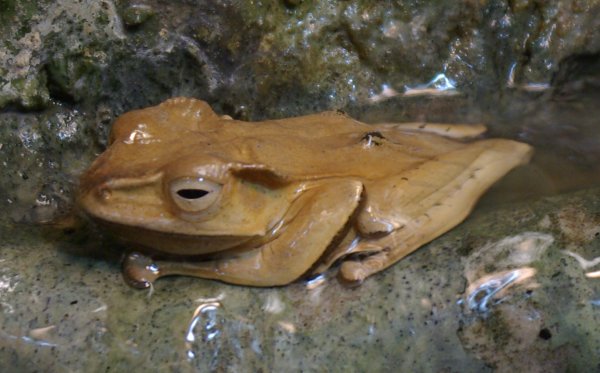 Borneo Eared Frog