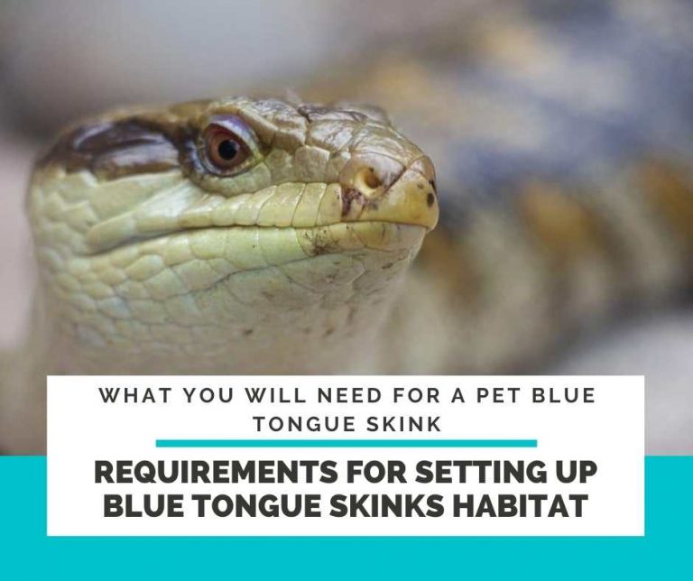 TOP 19 Accessories For Blue Tongue Skink (BTS Supplies)