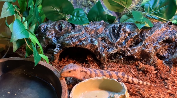 Blue Tongue Skink Habitat Landscape