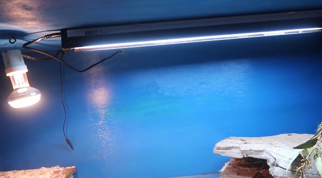 Blue Tongue Skink Habitat Lights
