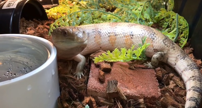 Blue Tongue Skink Habitat Water