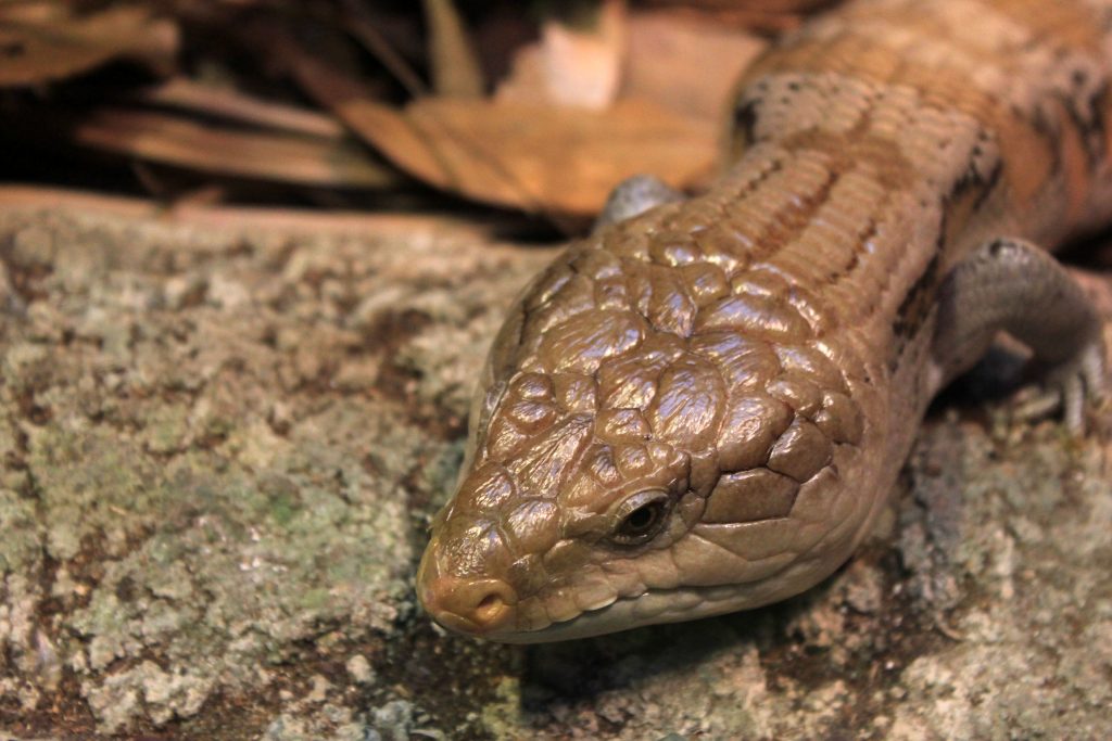 How long do blue tongue skinks go without food?