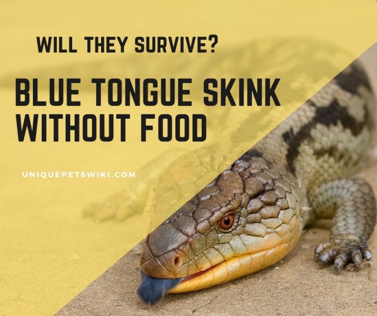 How Long Can A Blue Tongue Skink Go Without Food