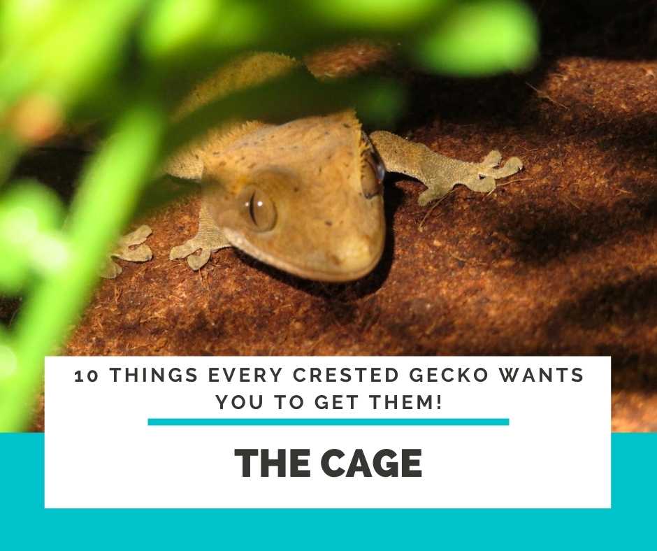 Crested Gecko Cage
