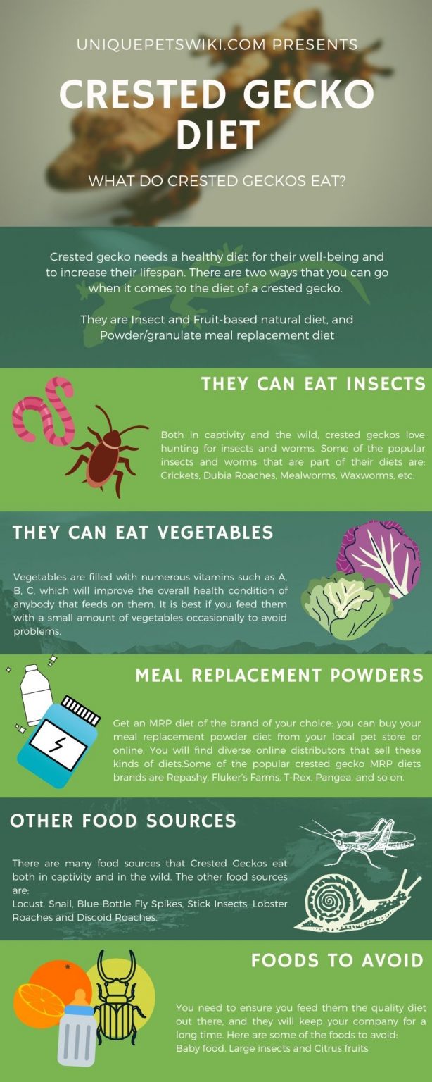 Crested Gecko Diet AZ Crested Gecko Food List And Feeding Guide