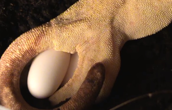 Crested Gecko Laying Eggs