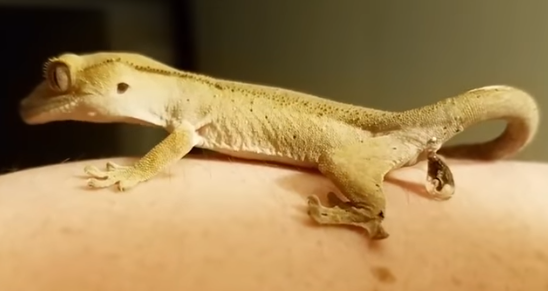 Crested Gecko poops on Me