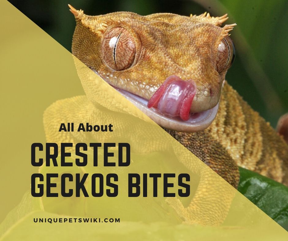 Crested Gecko Bites Does It Hurt and How To Tame A Crestie