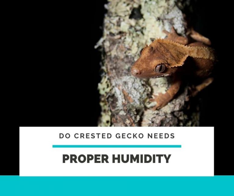 5 Pro TIPs To Maintain Humidity Requirements in a Crested Gecko Terrarium