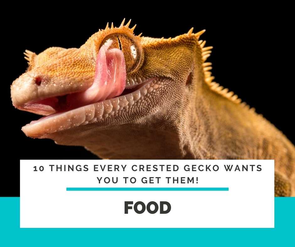 Crested Gecko Food