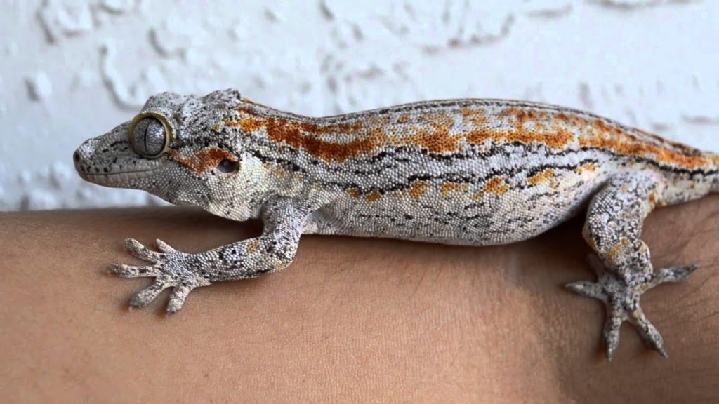 Gargoyle Gecko