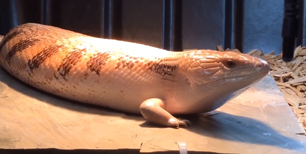 Gravid Blue Tongue Skink