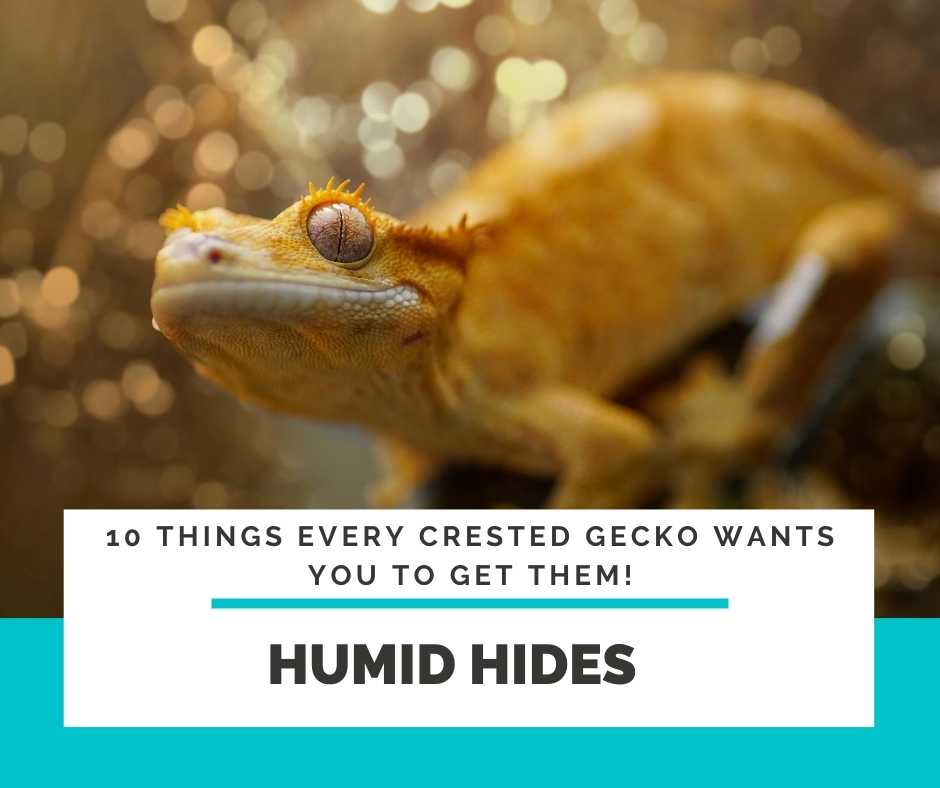 Crested Gecko Humid Hides