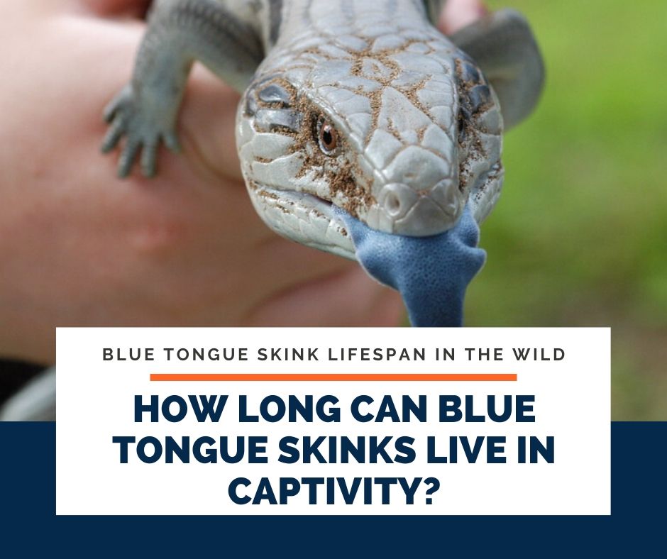 How Long Can Blue Tongue Skinks Live In Captivity