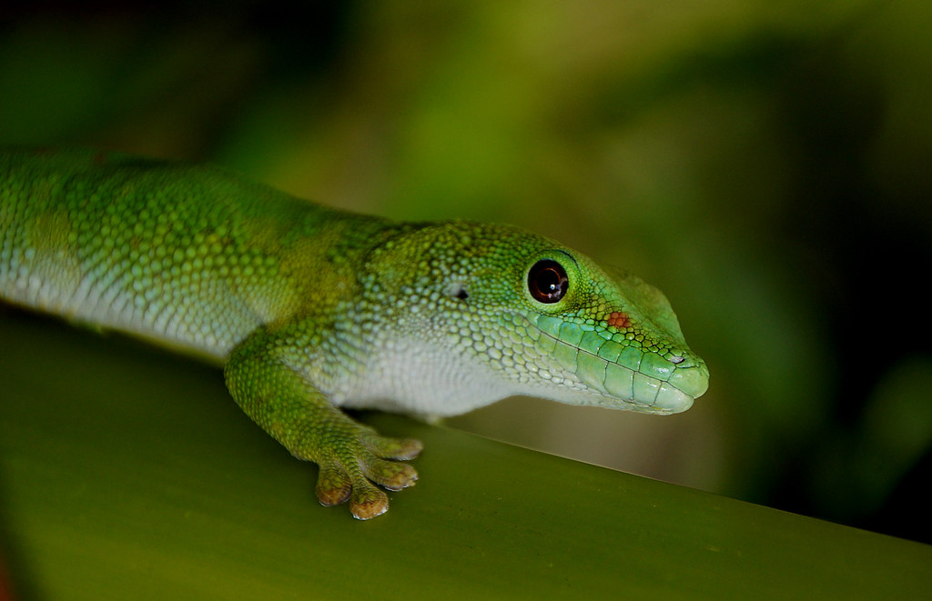 Madagascar Day Gecko