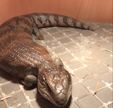 Pregnant Female Blue Tongue Skink