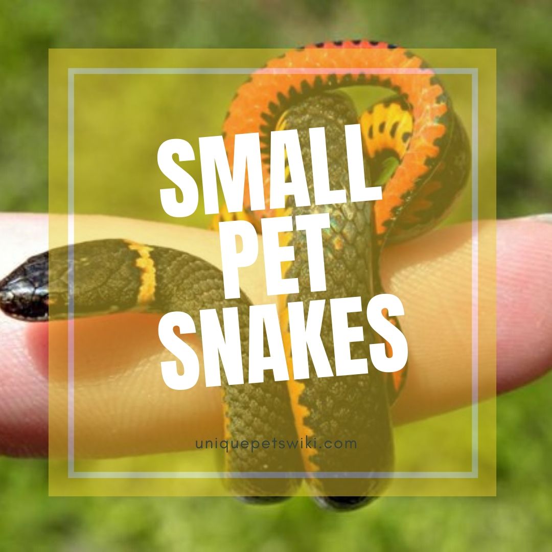 20+ Small Pet Snakes That FOREVER Stay Small