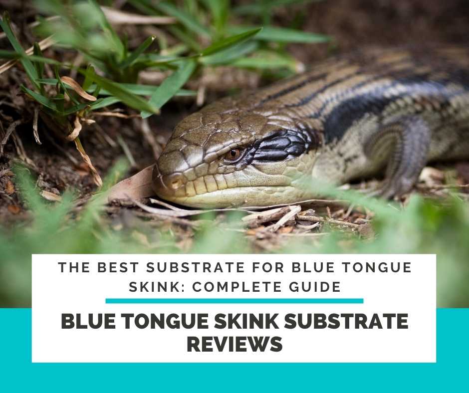 Blue Tongue Skink Substrate Reviews