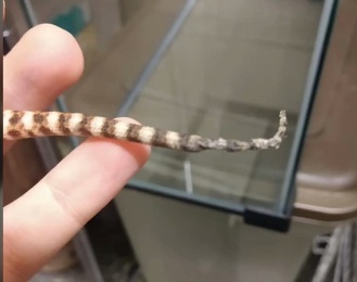 Tail Rot in Bearded Dragon